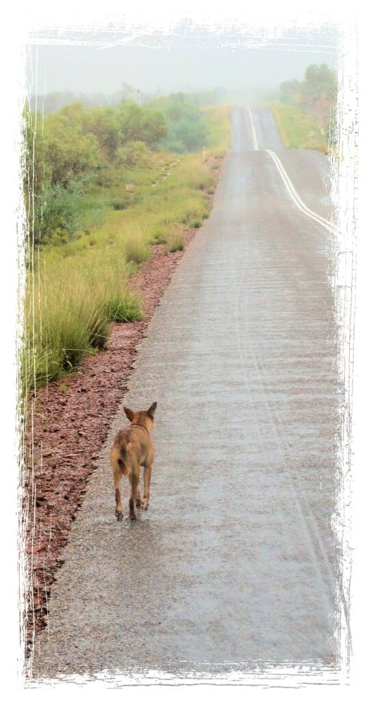Dingo walking up Namijira Drive