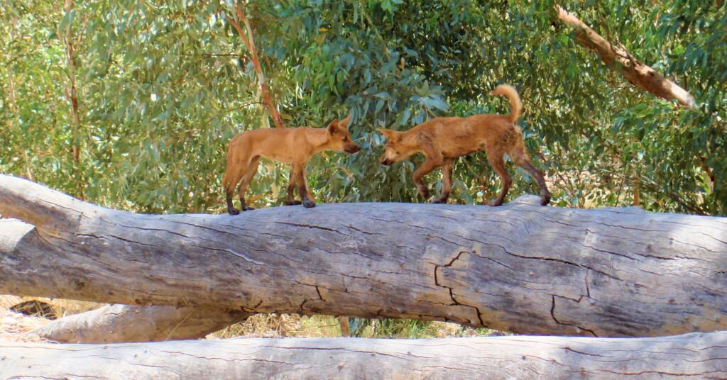Wild dingos at Ellery Creek Big Hole, West MacDonnell Ranges