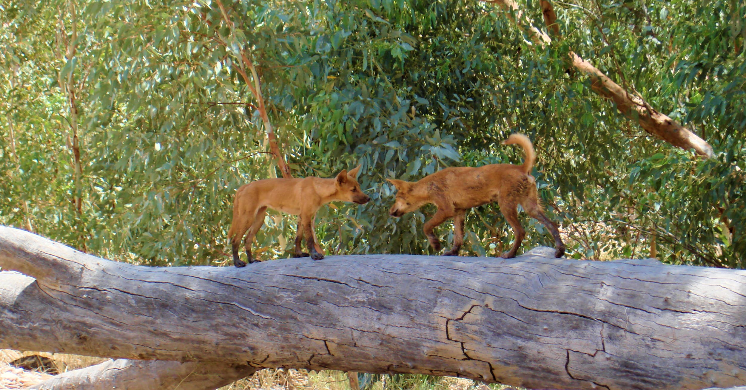 Young dingoes at Ellery Creek Big Hole, West MacDonnell Ranges