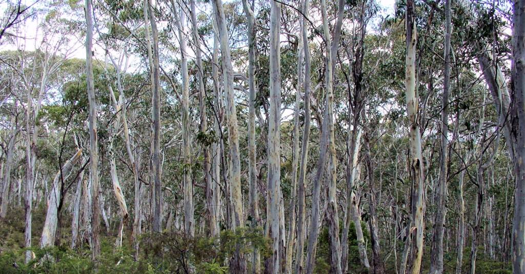 Eucalypt woodland forest, Mount Kaputar, NSW