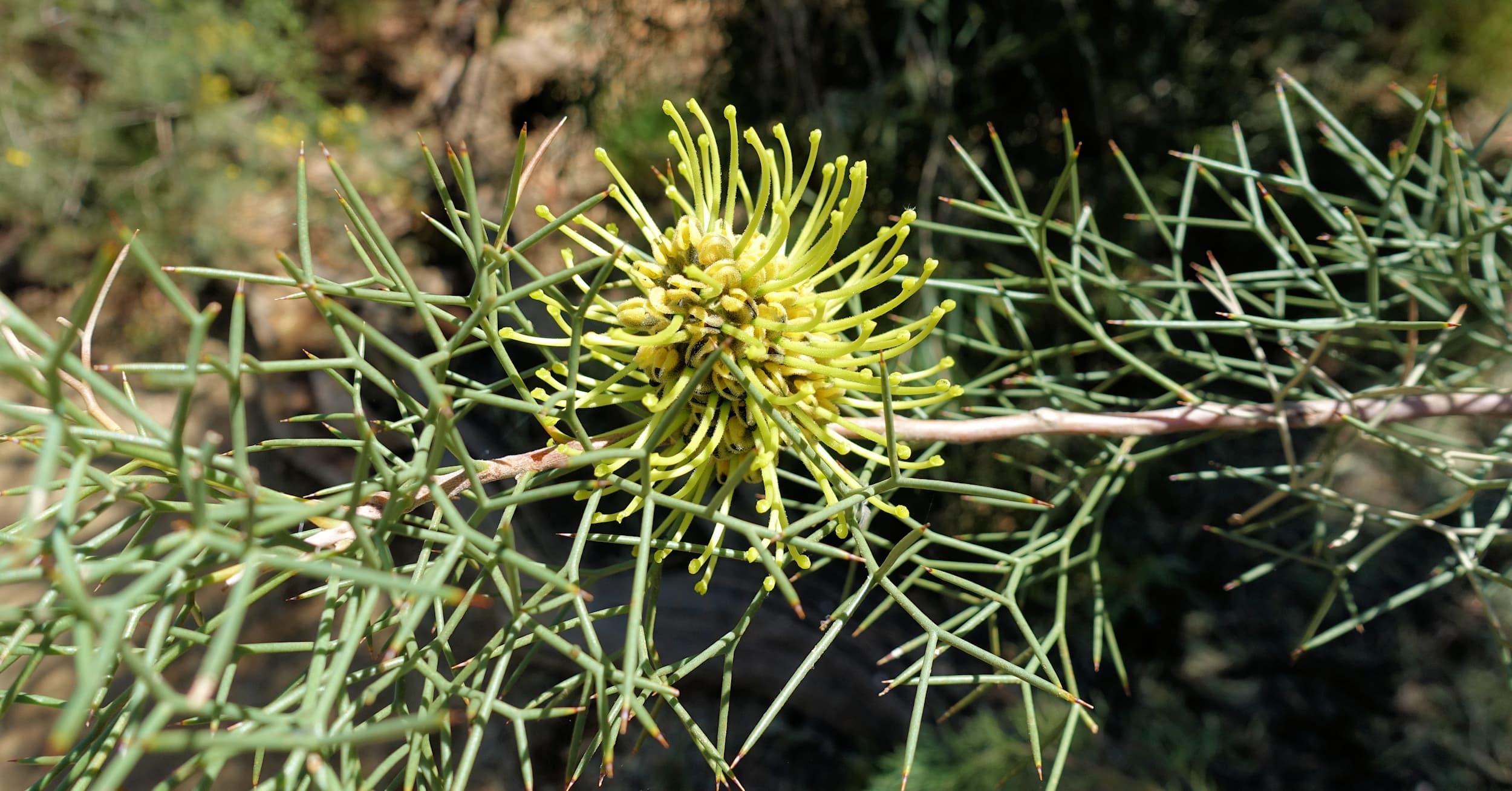Fork Leaved Corkwood (Hakea divaricata) © Ausemade PL