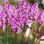 Grass Triggerplant (Stylidium graminifolium), Mount Kosciuszko, NSW
