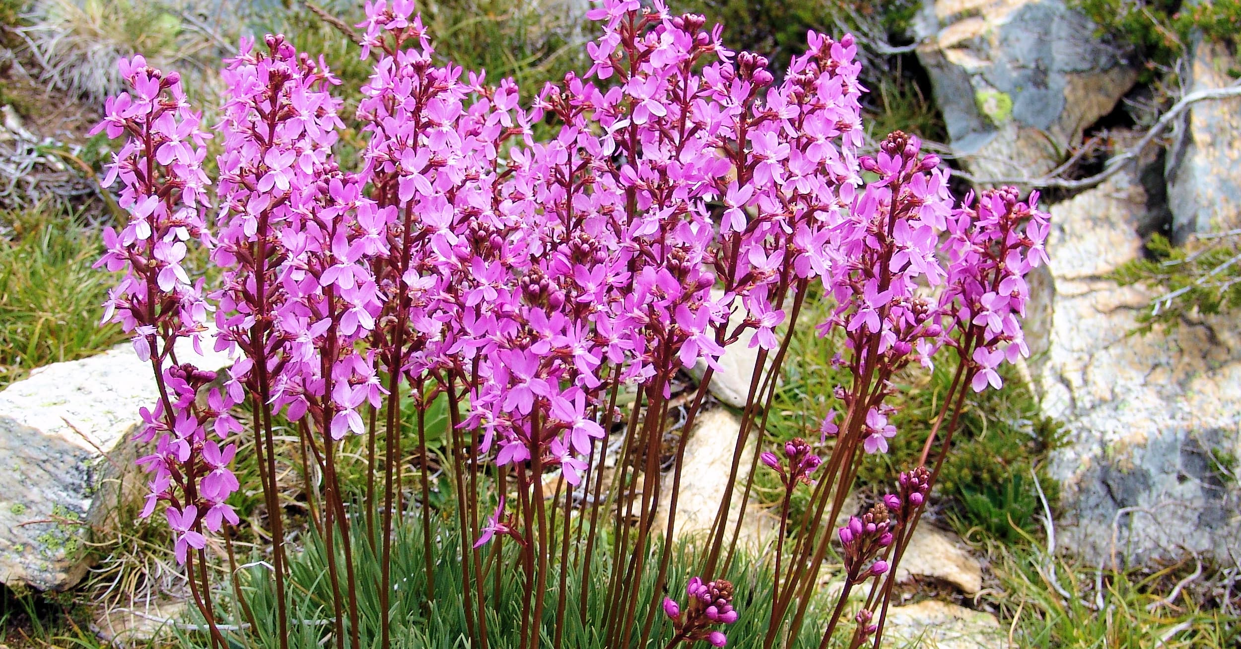 Grass Triggerplant (Stylidium graminifolium), Mount Kosciuszko, NSW