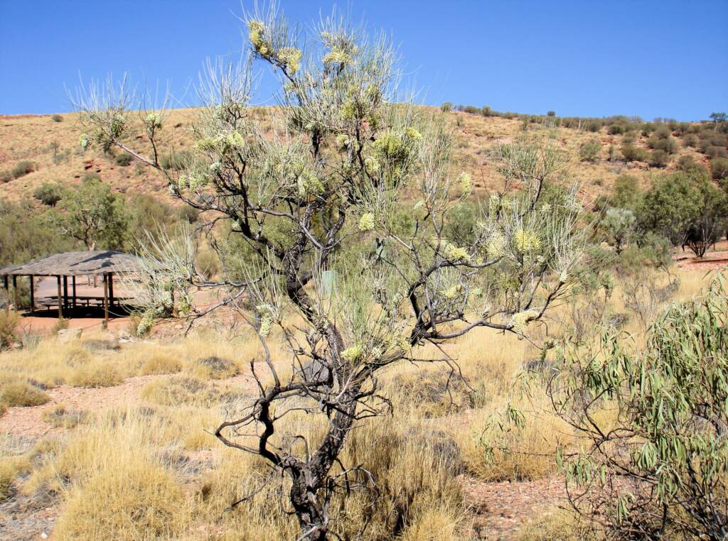 Long-leaved Corkwood (Hakea lorea), Owen Springs Reserve, NT