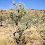 Long-leaved Corkwood (Hakea lorea), Owen Springs Reserve, NT