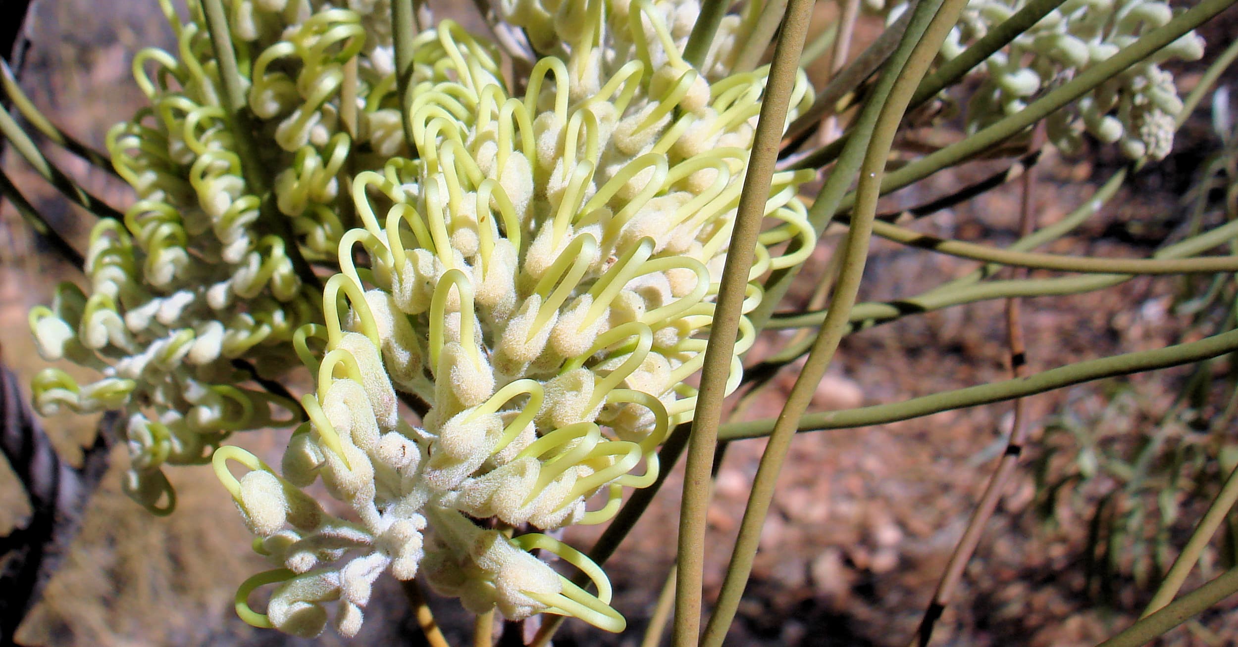 Long-leaved Corkwood (Hakea lorea), Owen Springs Reserve, NT