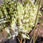 Long-leaved Corkwood (Hakea lorea), Owen Springs Reserve, NT