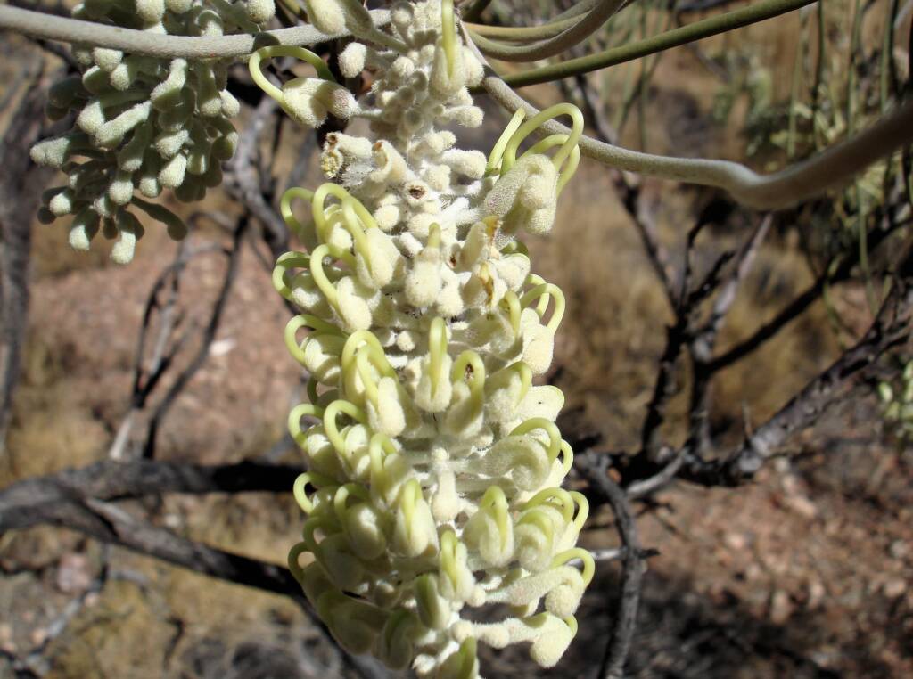 Long-leaved Corkwood (Hakea lorea), Owen Springs Reserve, NT