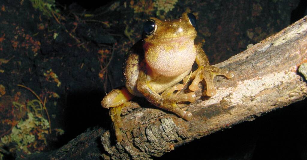 Peron’s Tree Frog (Litoria peroni)