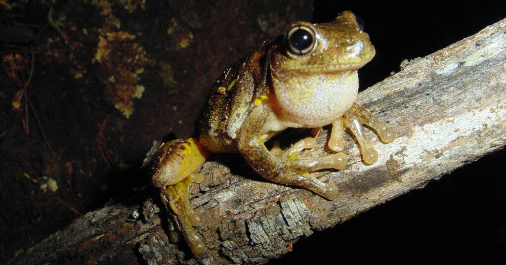 Peron’s Tree Frog (Litoria peroni)