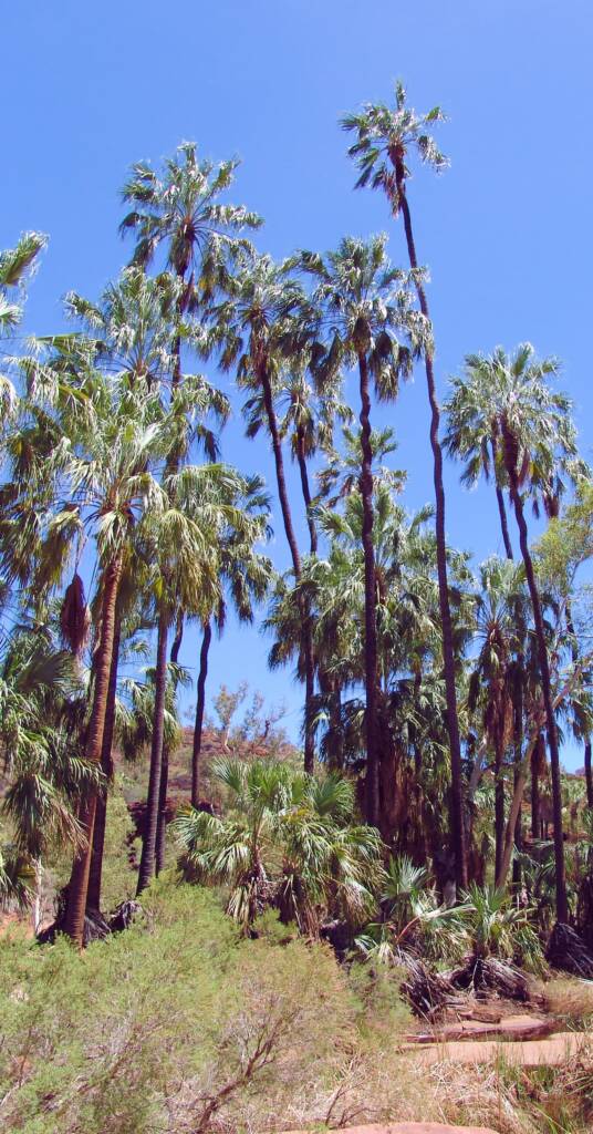 Red Cabbage Palms, located in Palm Valley, Finke Gorge National Park / West MacDonnell Range