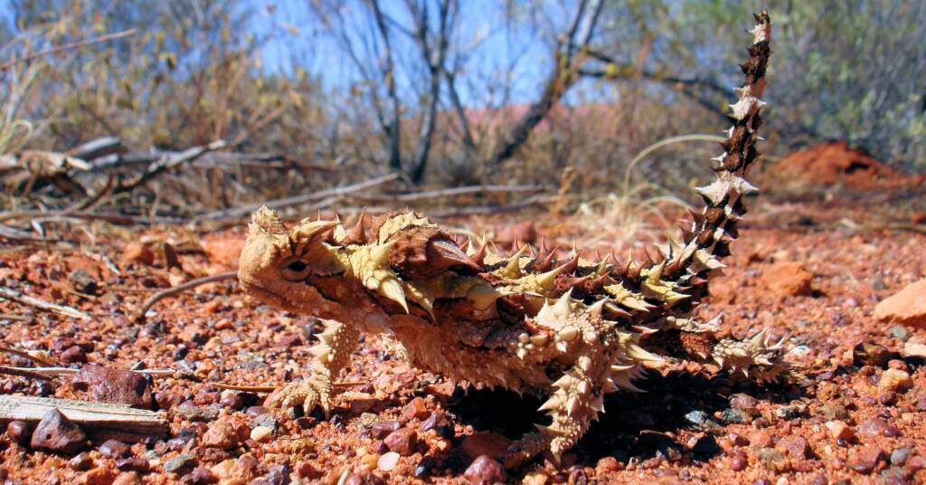 Thorny Devil (Moloch horridus)