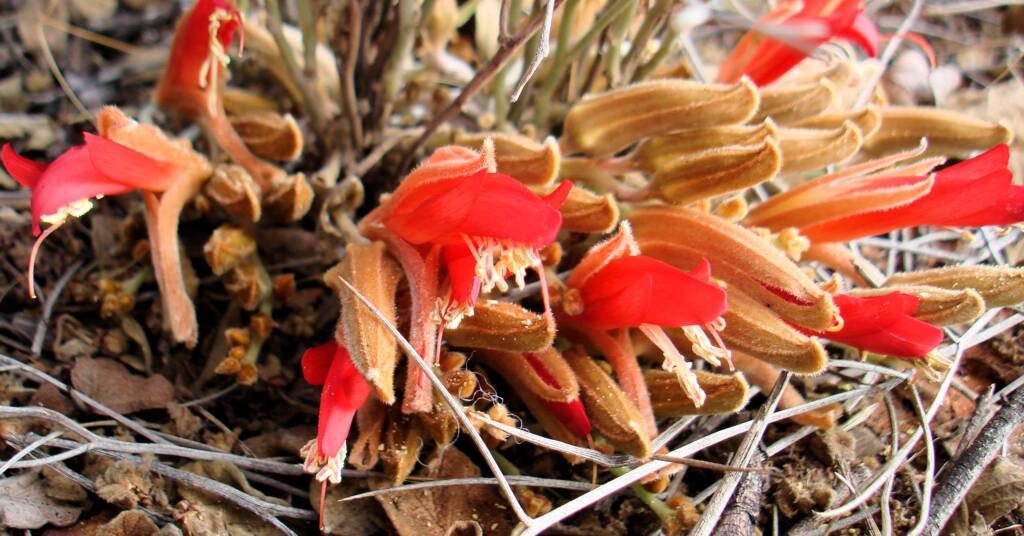 Upside-down Plant (Leptosema chambersii)