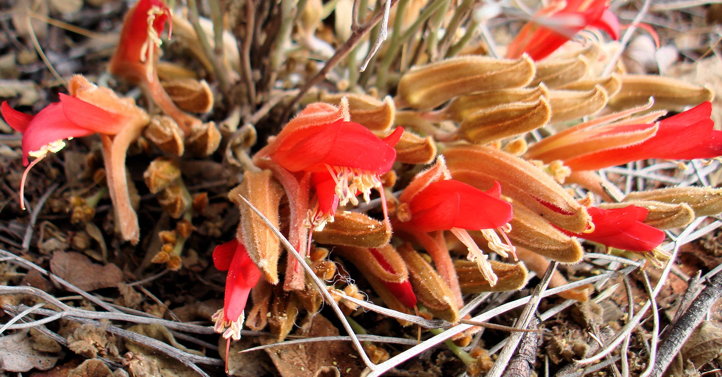 Upside-down Plant (Leptosema chambersii)