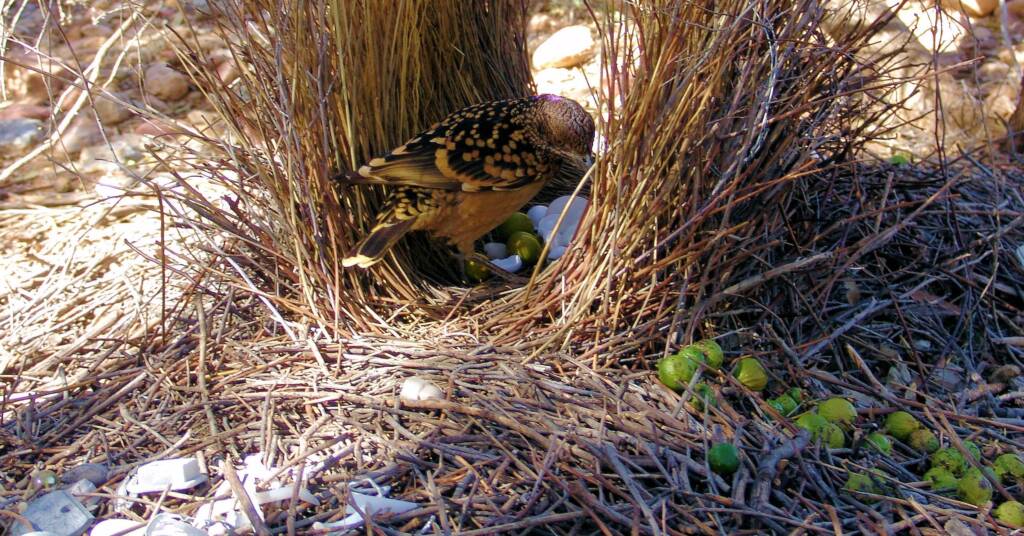 Male Western Bowerbird in it's bower with its treasures...