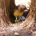 Western Bowerbird, Alice Springs © Ausemade PL