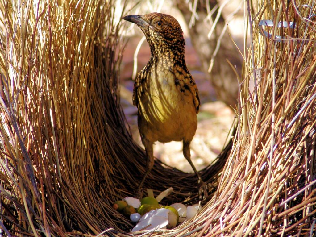 Western Bowerbird (Chlamydera guttata) in bower