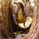 Western Bowerbird (Chlamydera guttata) in bower
