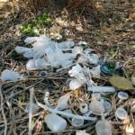 The bower of the Western Bowerbird