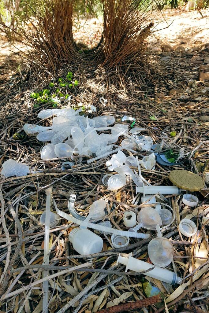 The bower of the Western Bowerbird