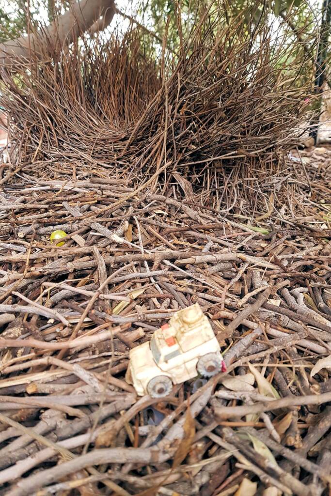 Bower of the Western Bowerbird