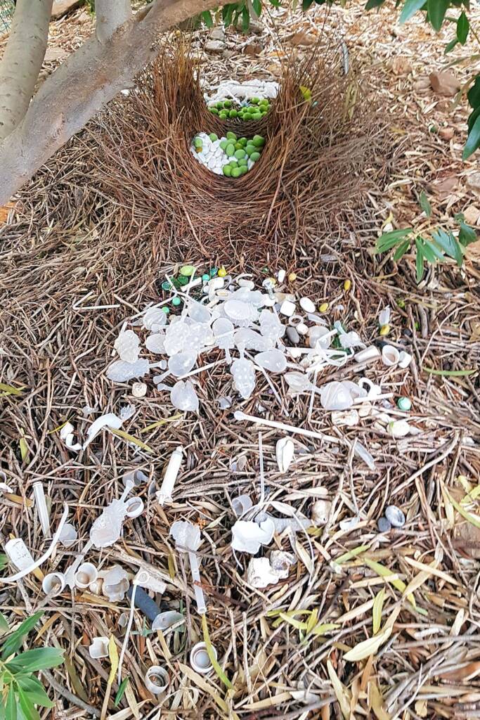 Treasures of the Western Bowerbird
