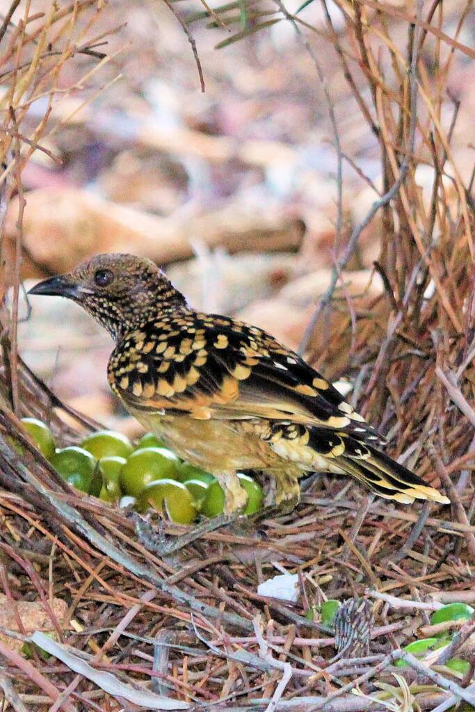 Male Western Bowerbird (Chlamydera guttata) in its' bower