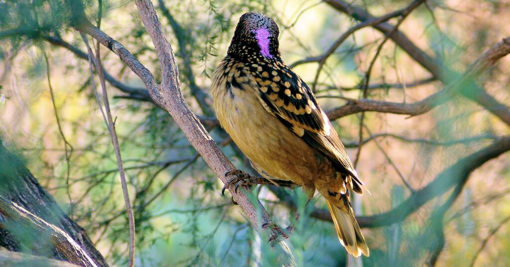 Western Bowerbird (Chlamydera guttata)