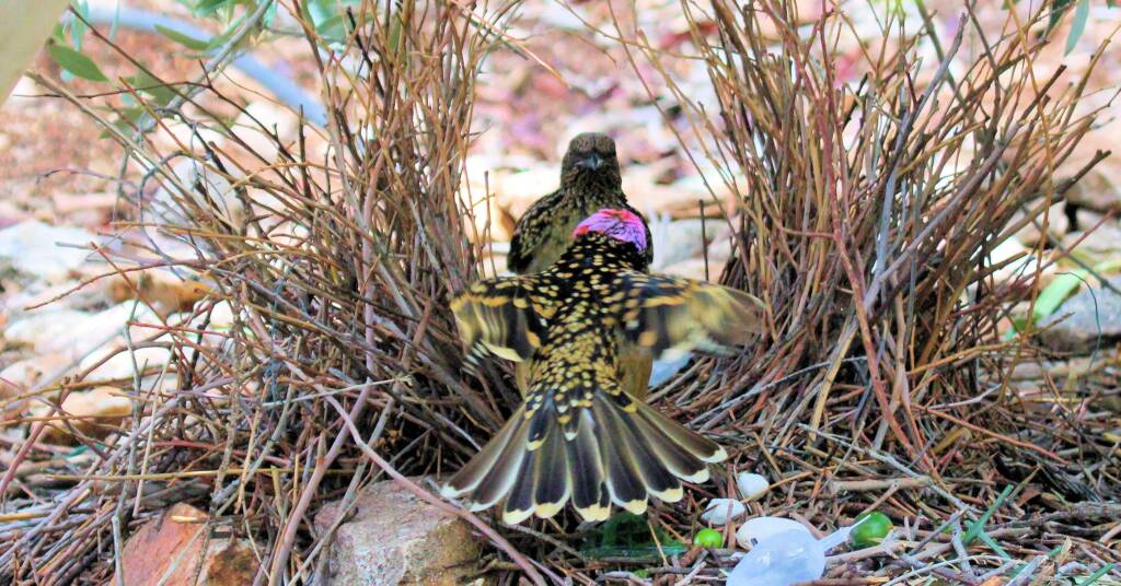 Western Bowerbird bower courtship