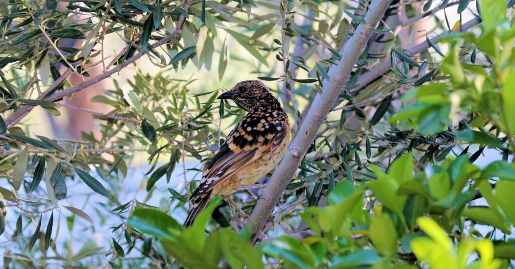 Male Western Bowerbird
