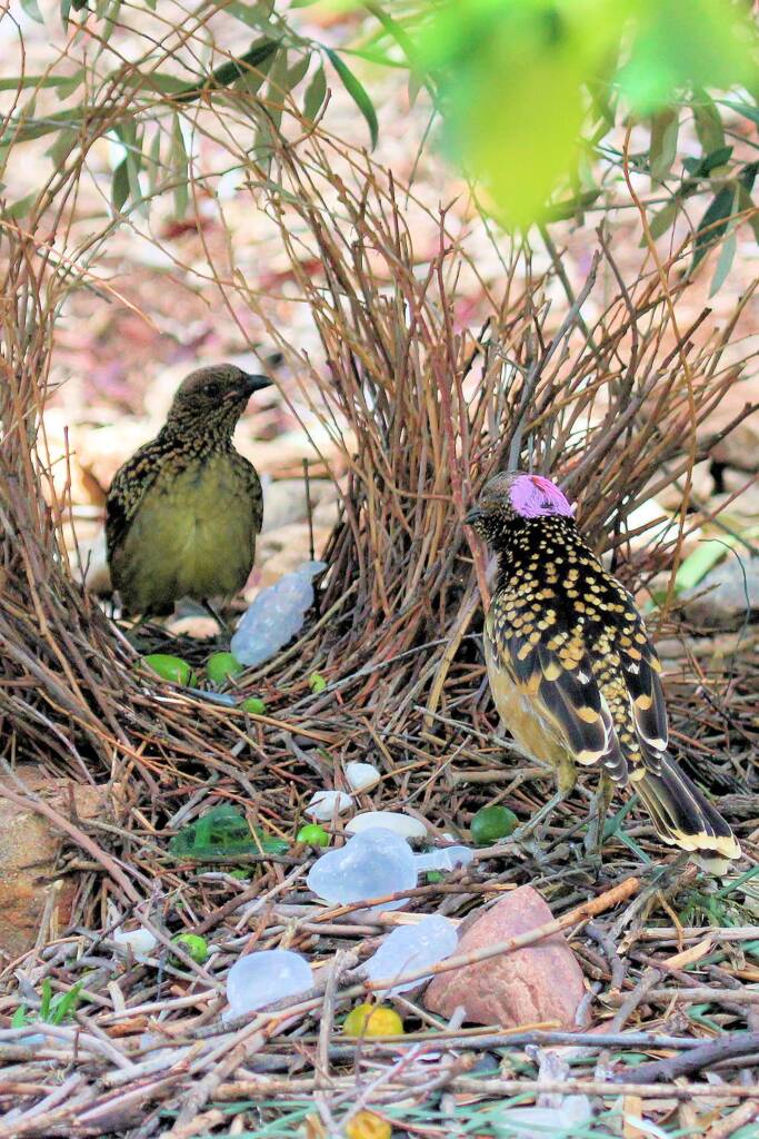 Male Western Bowerbird enticing female bird to his bower