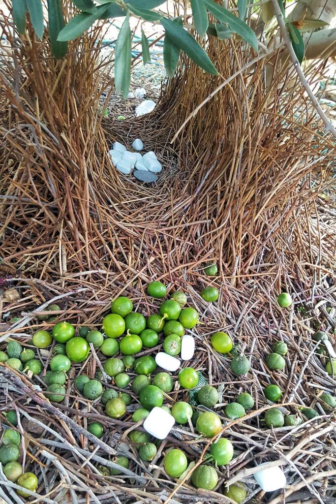 The bower of the Western Bowerbird