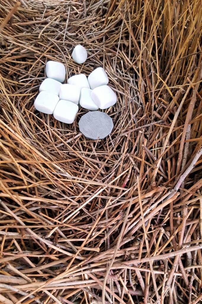 Treasures in the bower of the Western Bowerbird