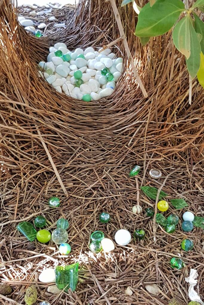 Treasures in the bower of the Western Bowerbird