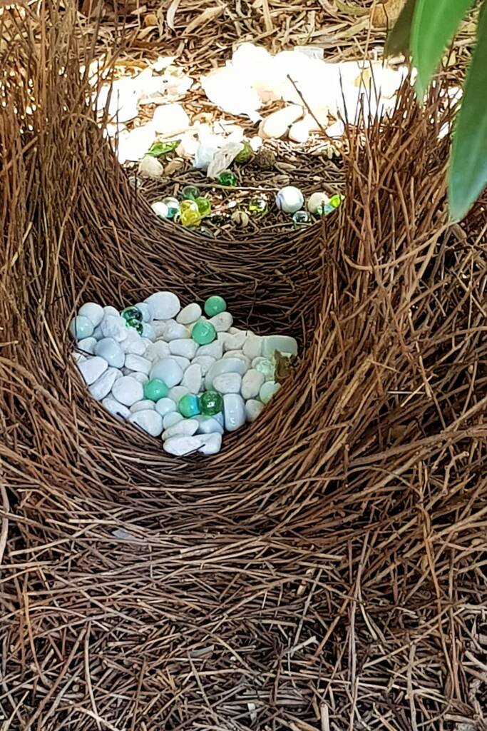 Treasures of the Western Bowerbird