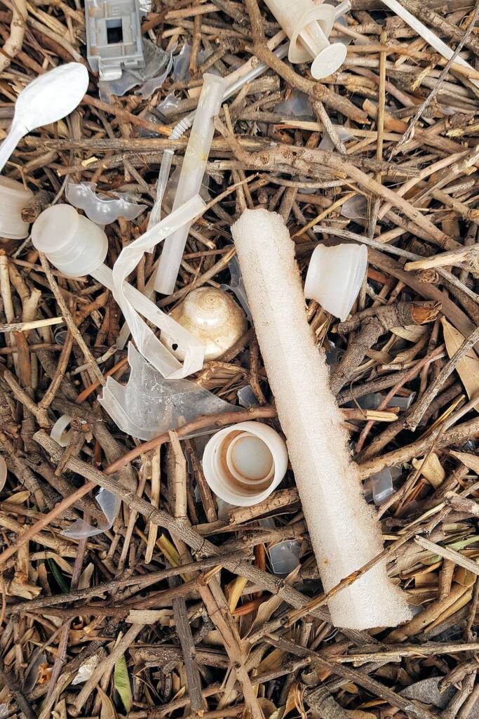Treasures of the Western Bowerbird