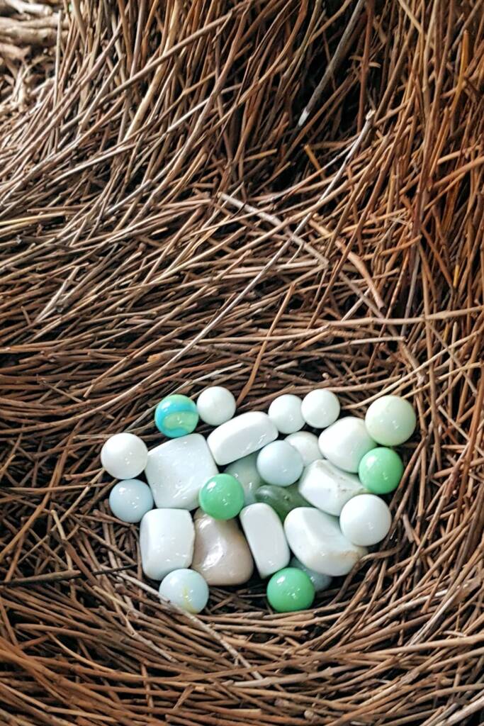Treasures in the bower of the Western Bowerbird