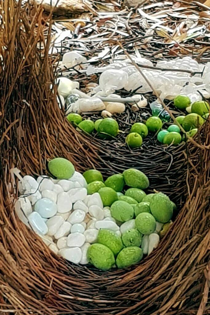 Treasures in the bower of the Western Bowerbird