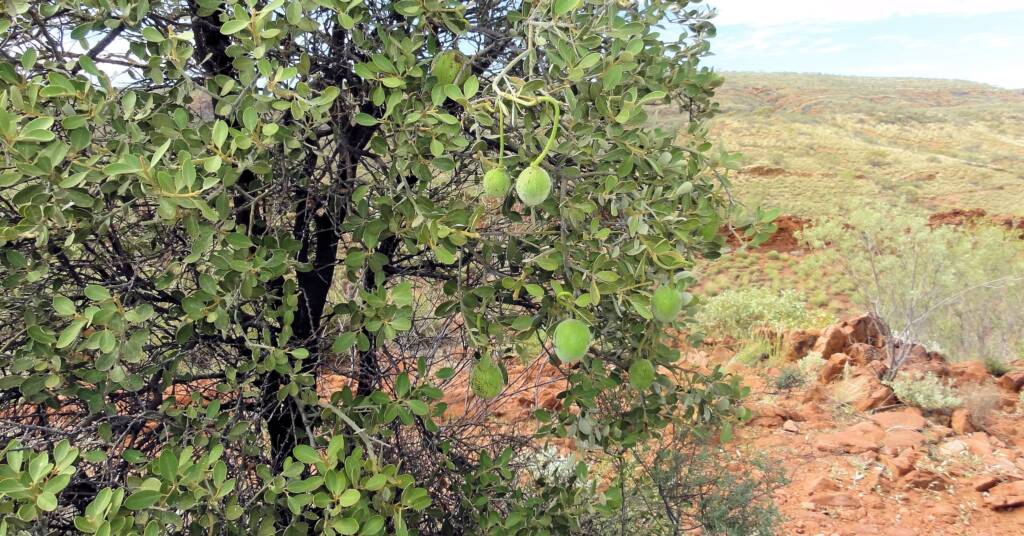 Wild Orange (Capparis mitchellii) at Point Howard Lookout, NT