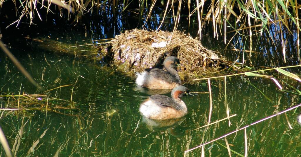Australasian grebe (Tachybaptus novaehollandia)