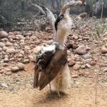 Australian Bustard (Ardeotis australis)