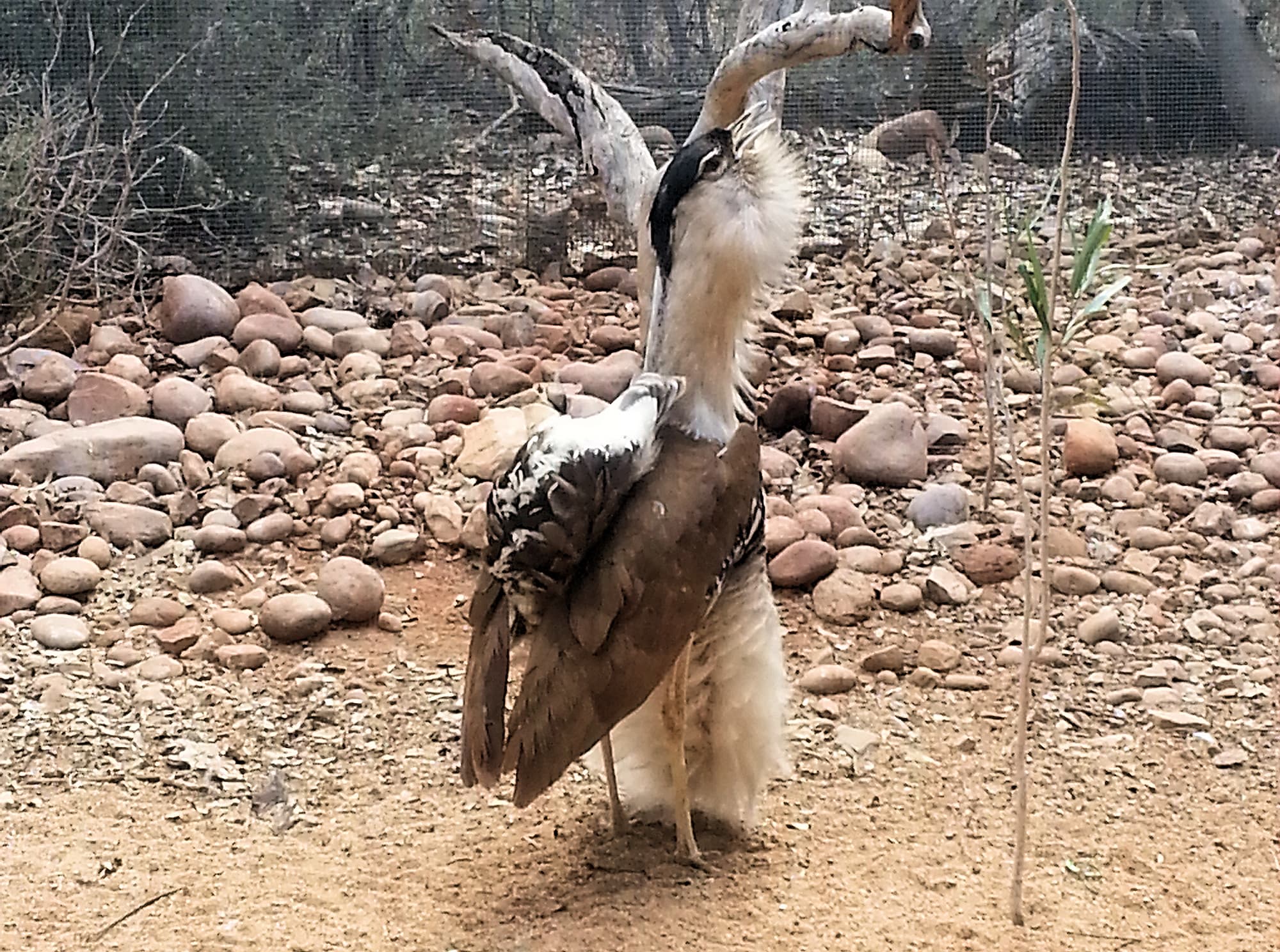 Australian Bustard (Ardeotis australis)