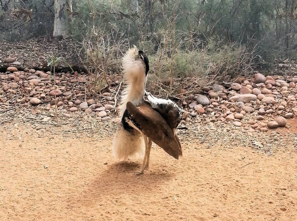 Australian Bustard (Ardeotis australis)
