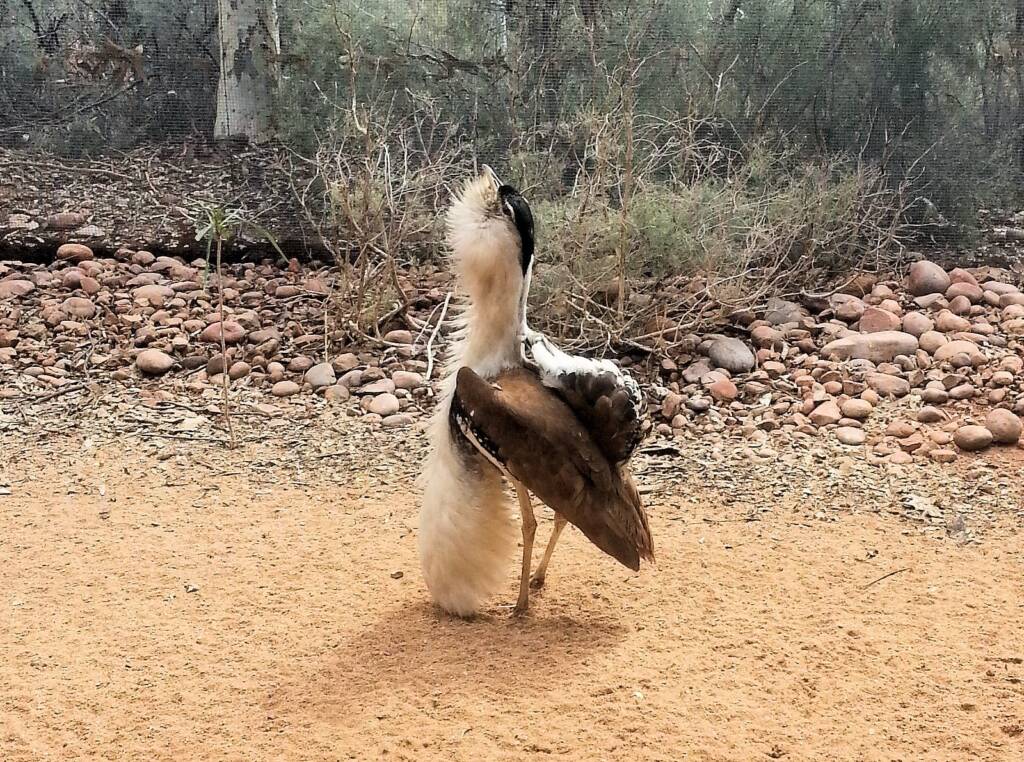 Australian Bustard (Ardeotis australis)
