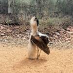 Australian Bustard (Ardeotis australis)