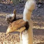 Australian Bustard (Ardeotis australis)