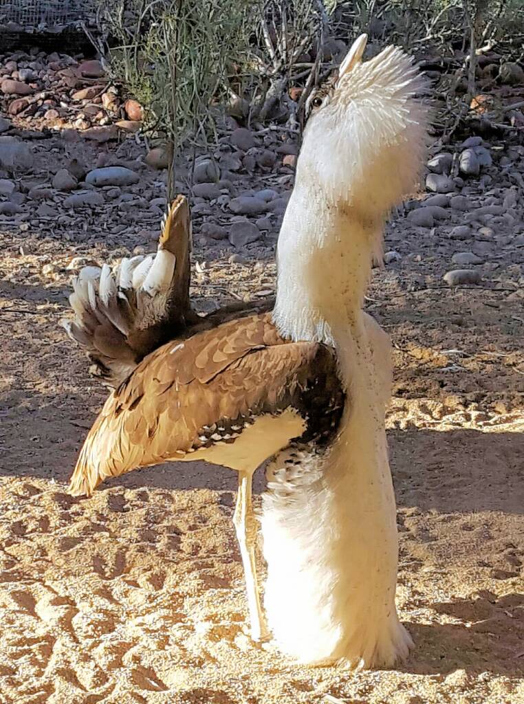 Australian Bustard (Ardeotis australis)