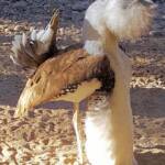 Australian Bustard (Ardeotis australis)