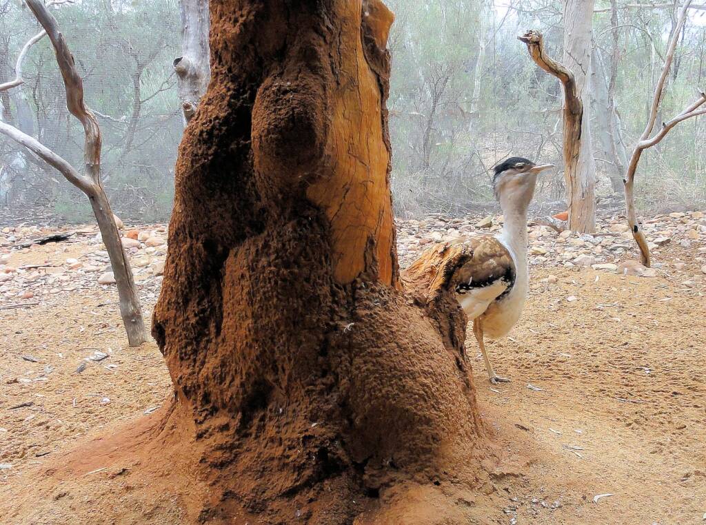 Australian Bustard (Ardeotis australis)