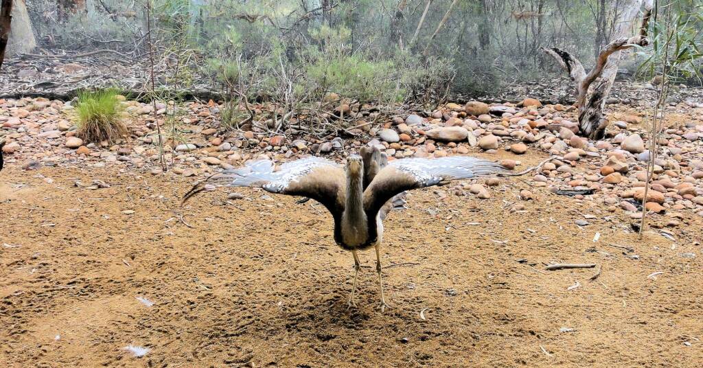 Australian Bustard (Ardeotis australis)